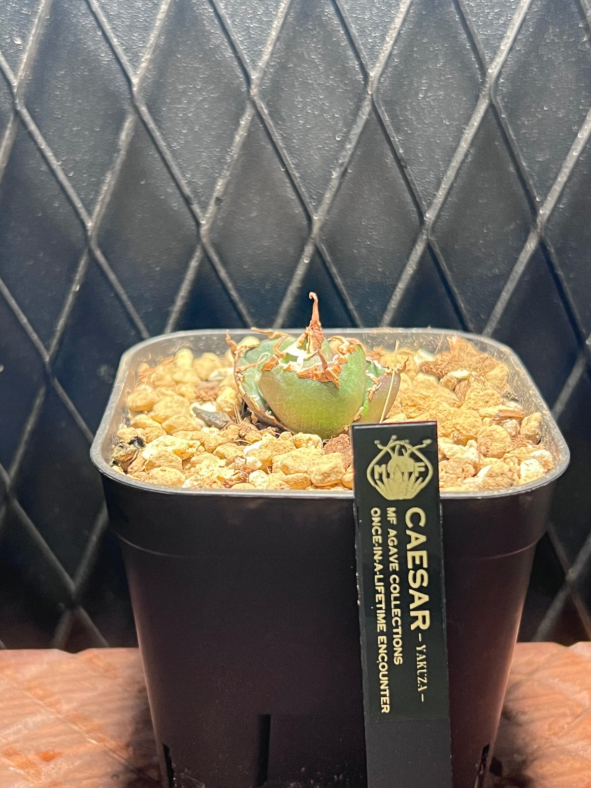 なおアガベ シーザー ヤクザ YAKUZJA caesar】 Which do you like? ・丸葉のむっちりタイプ