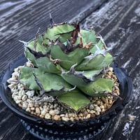 1981】育成株直の子株 発根済み | Miura Farm