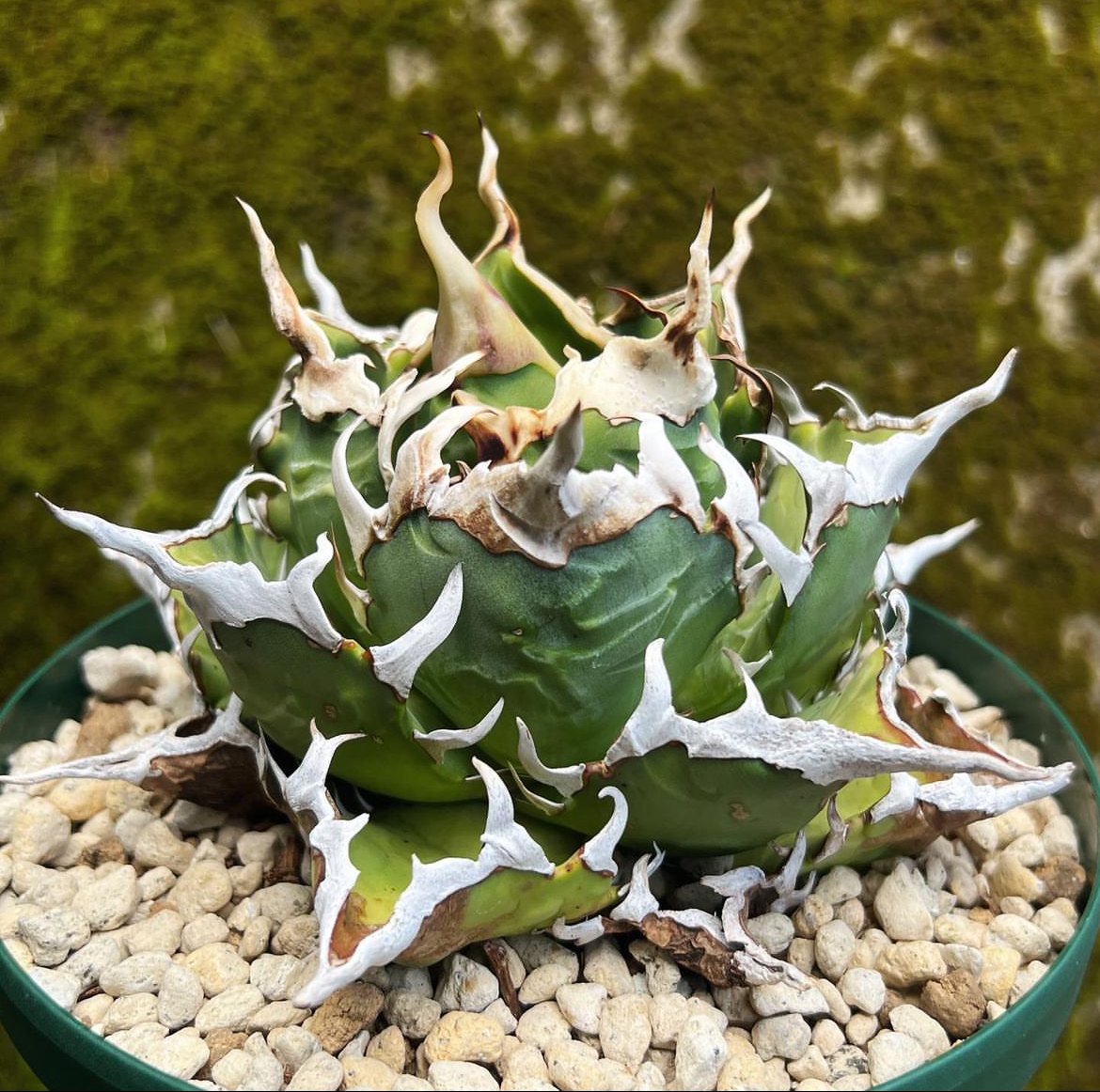 特選】アガベ チタノタ 白幽霊