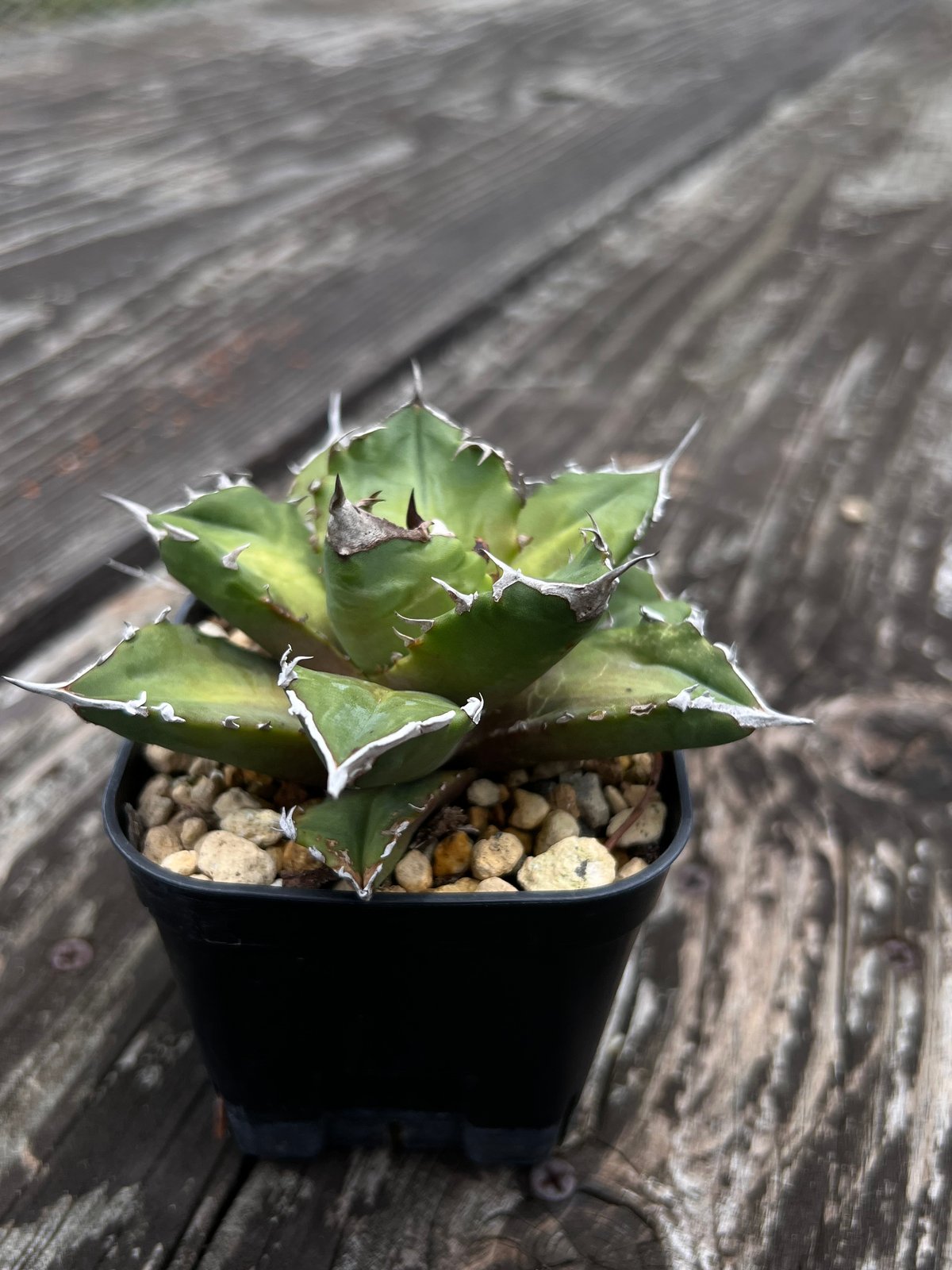 ホワイトファイヤー】育成株直の子株 発根済み | Miura Farm