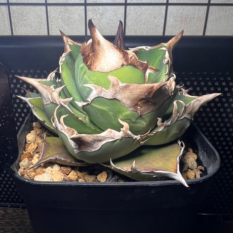 トリケラトプス フラワー・ガーデニング アガベ チタノタ