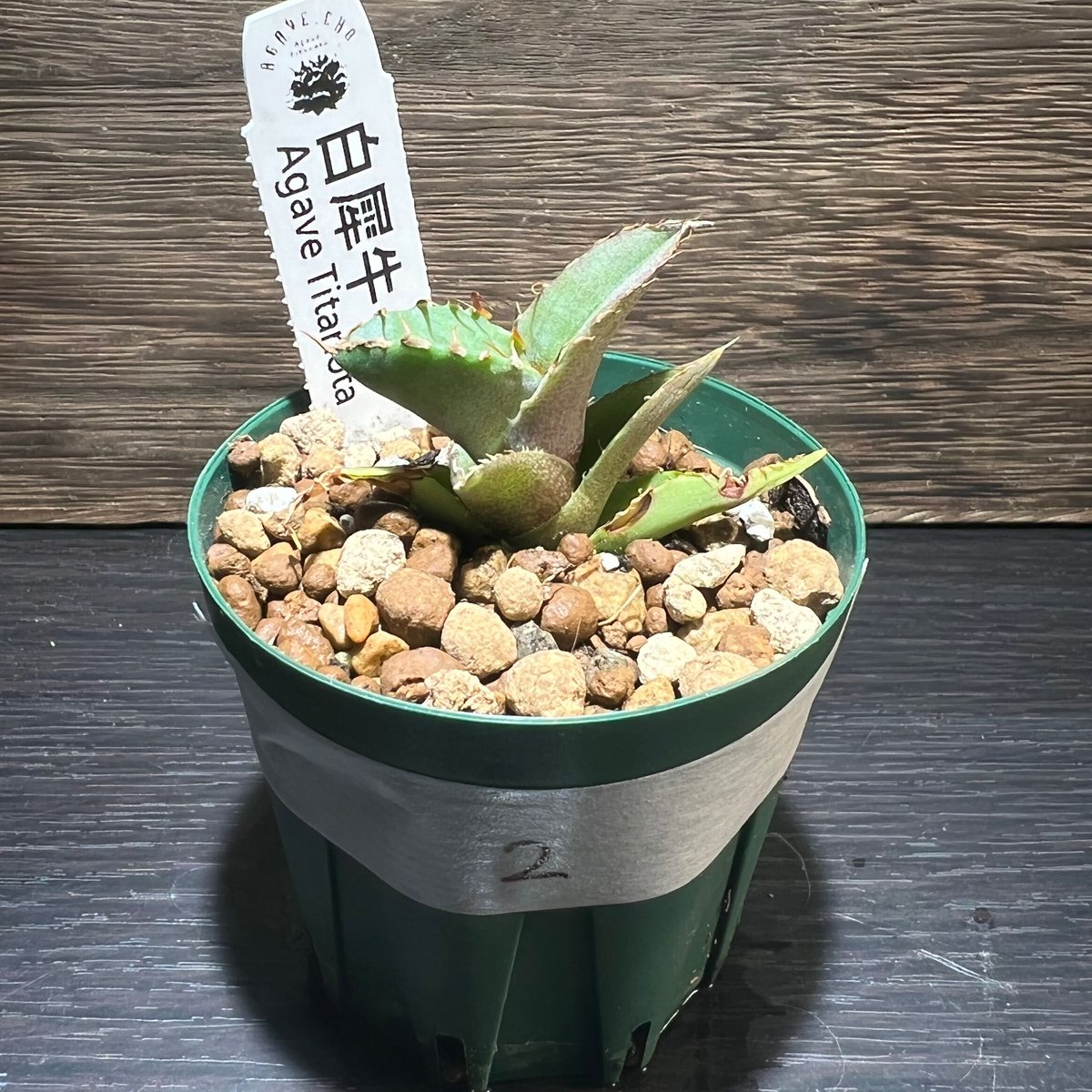 多肉植物#11 アリエル 韓国苗 多肉植物 - その他多肉植物