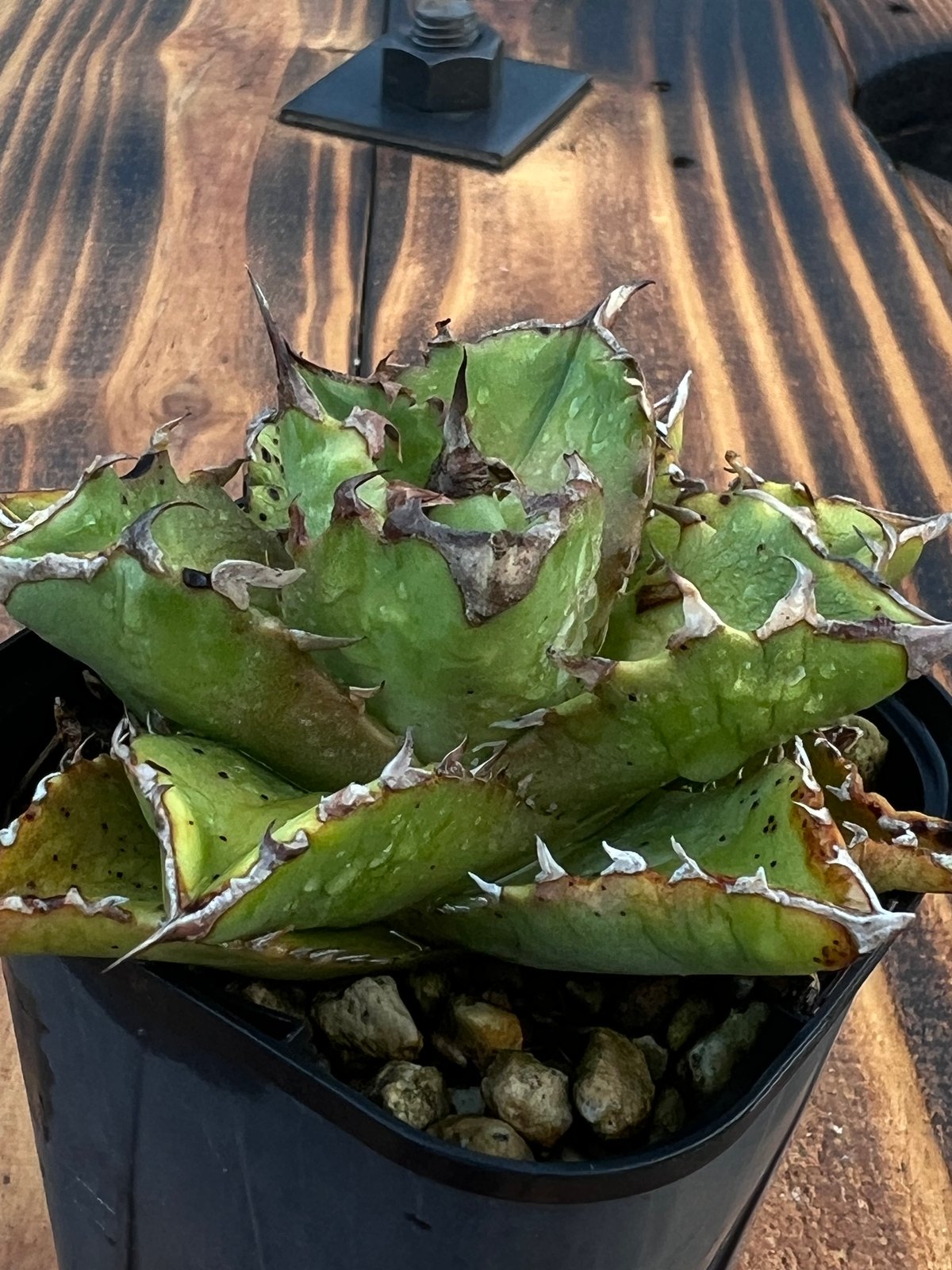 子株3つ付】アガベ チタノタ 狂刺318 アガベ 多肉植物 チタノタ