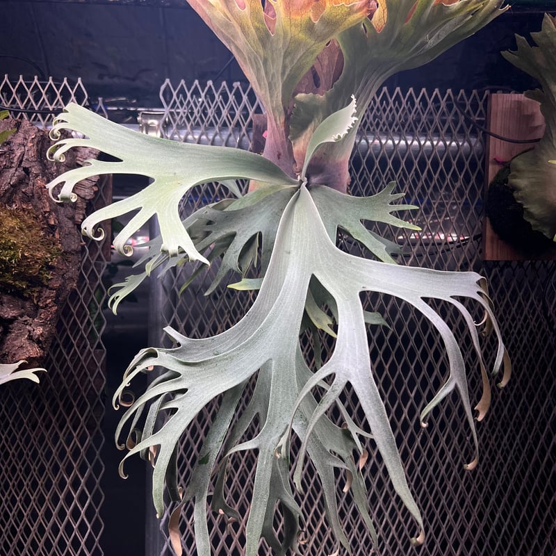 platycerium LEONIDS板付子株 | Miura Farm