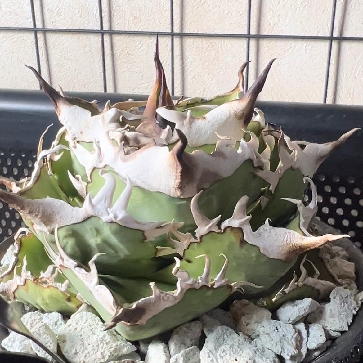 ラスト株【APOLLO】オリジナルネームド育成株直の子株 未発根 | Miura Farm