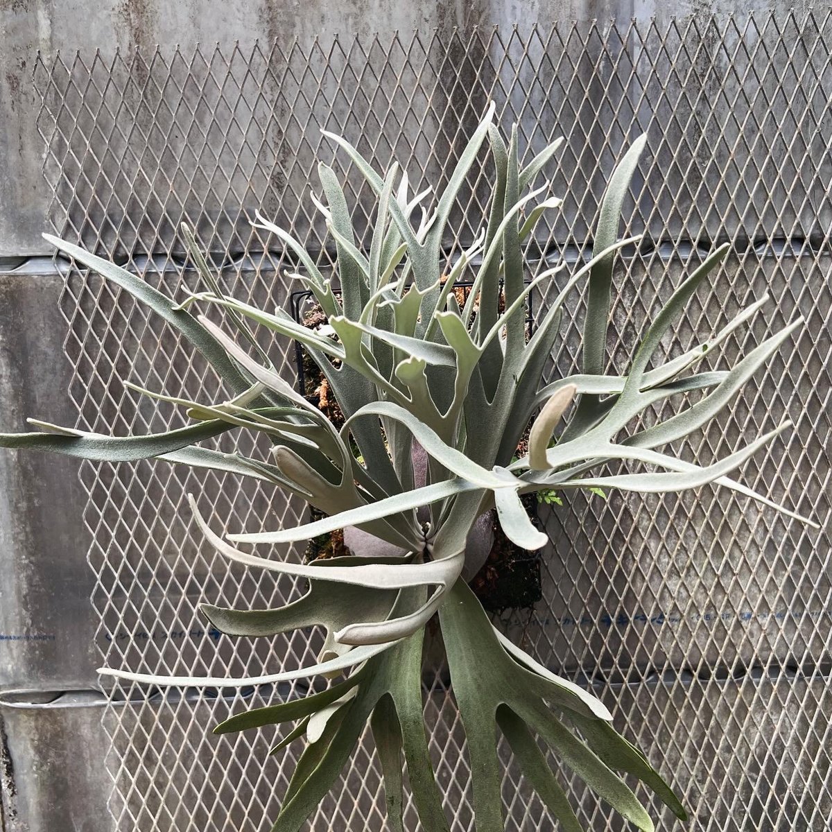 【Macさま専用】Platycerium 'Elsa' とF304 platycerium Elsa板付子株 | Miura Farm