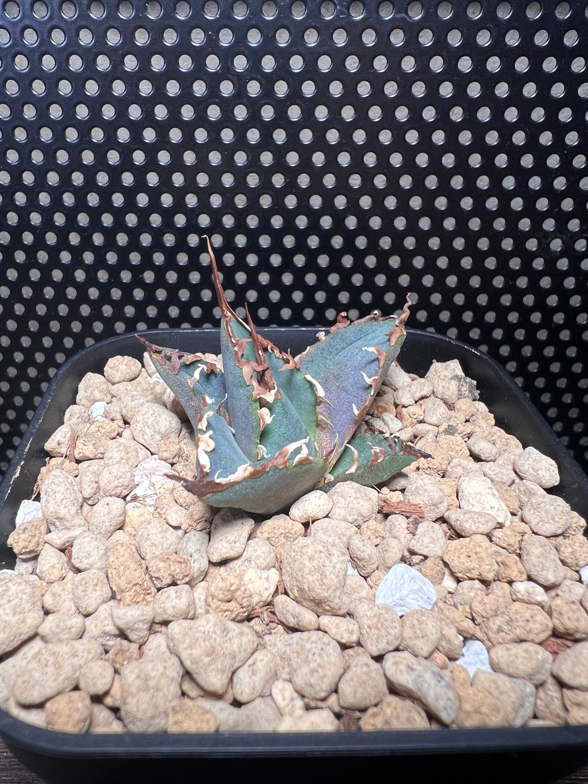 アガベチタノタ【狂戦士】 子株 発根済み | Miura Farm