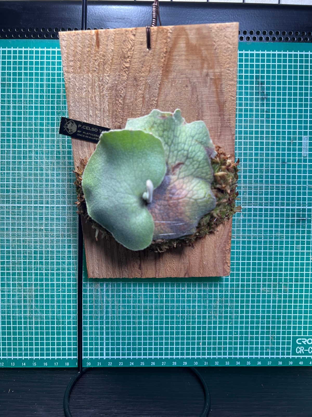 celso tatsuta oc セルソタツタ オリジナル 板付け 良いサイズ Amazon.co.jp: P.willinckii 'Celso Tatsuta'⑥ @bikamori.com