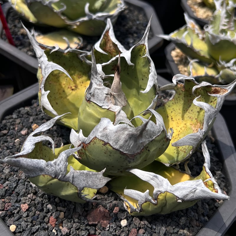 オアハカワイルド子株【MW001】育成株直の子株 | Miura Farm