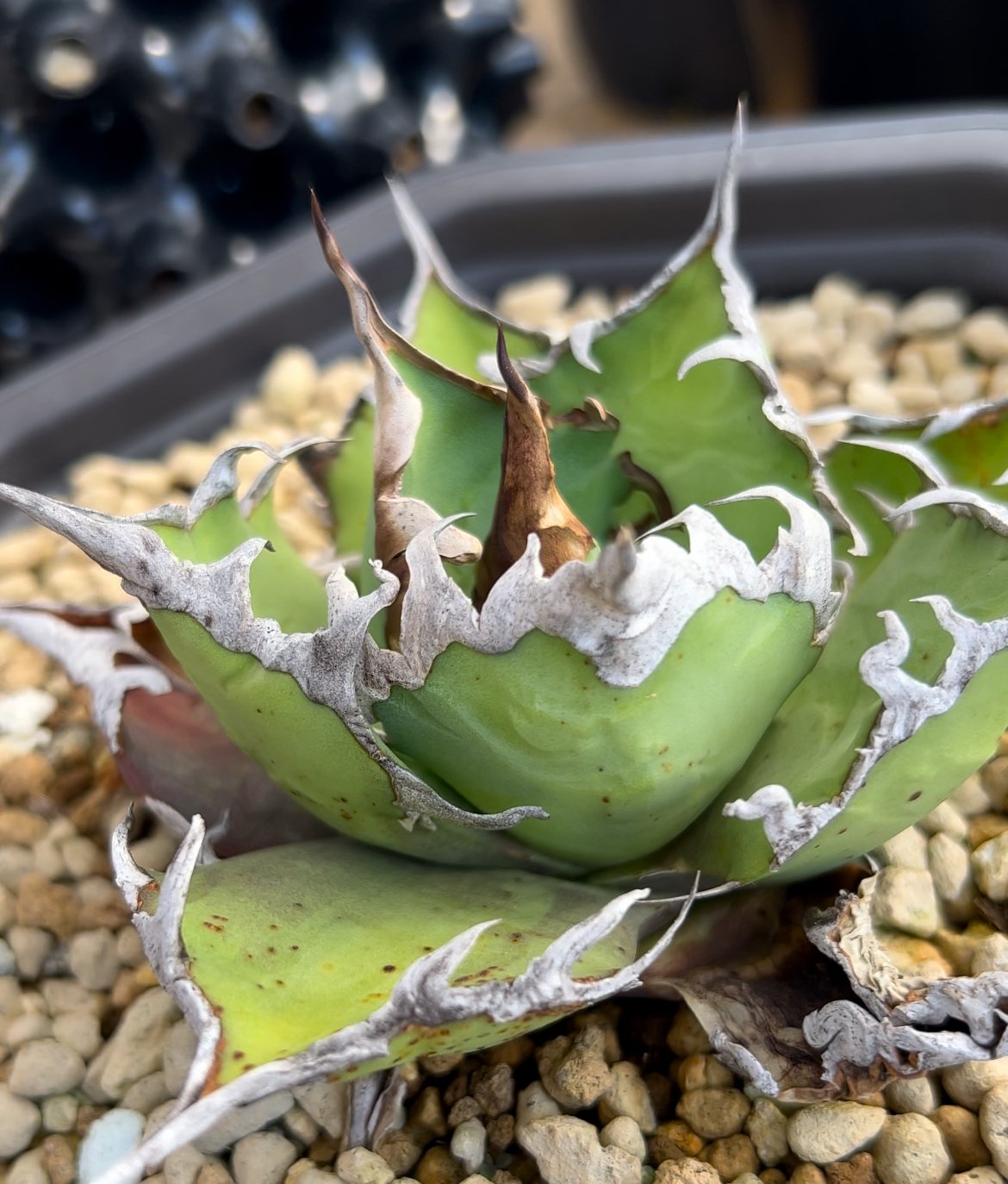 アガベ チタノタ【ヤクザシーザー】発根済み子株 | Miura Farm
