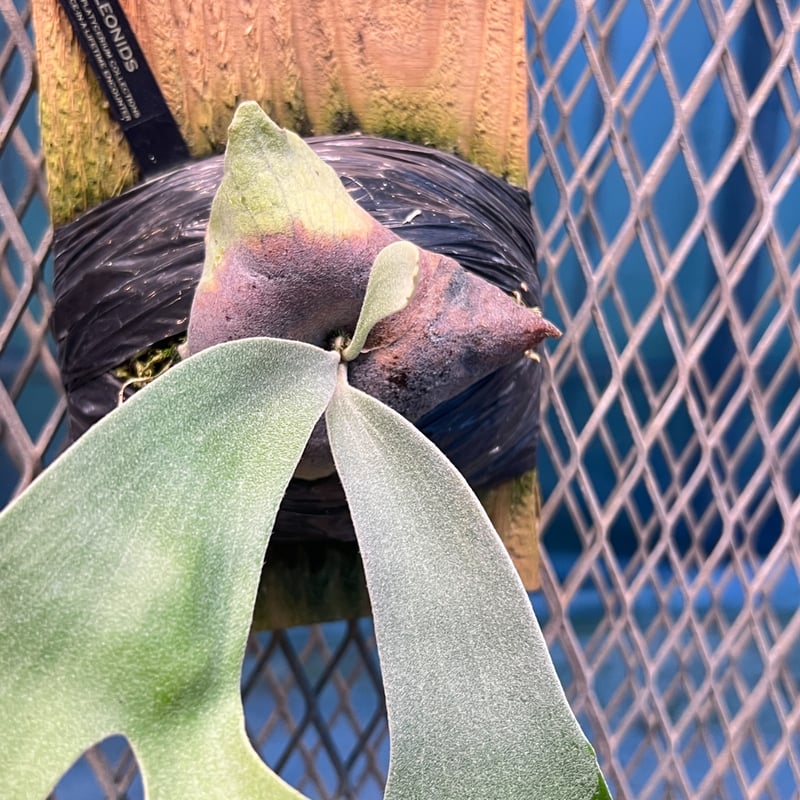 platycerium LEONIDS板付子株 | Miura Farm