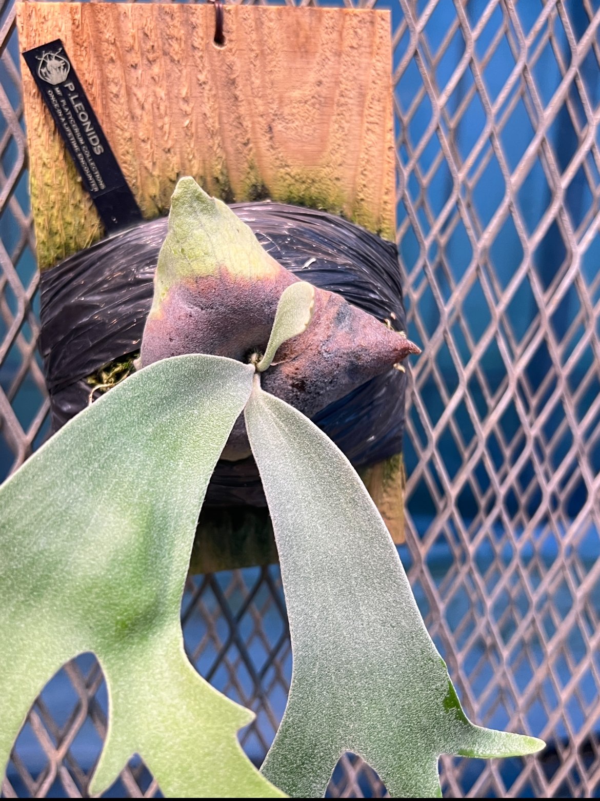 platycerium LEONIDS板付子株 | Miura Farm