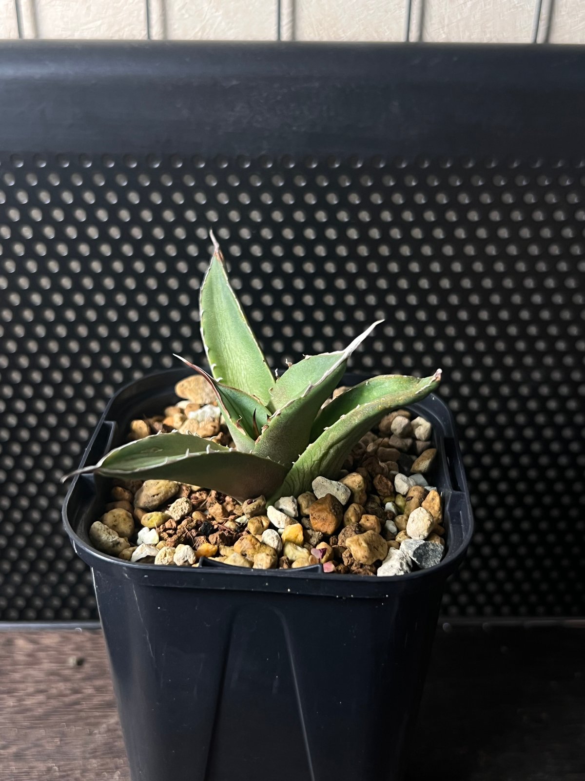 オアハカワイルド子株【MW015】育成株直の子株 | Miura Farm