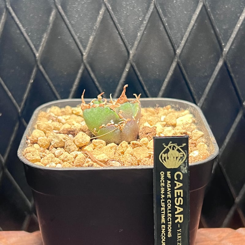 アガベ チタノタ【ヤクザシーザー】発根済み子株 | Miura Farm