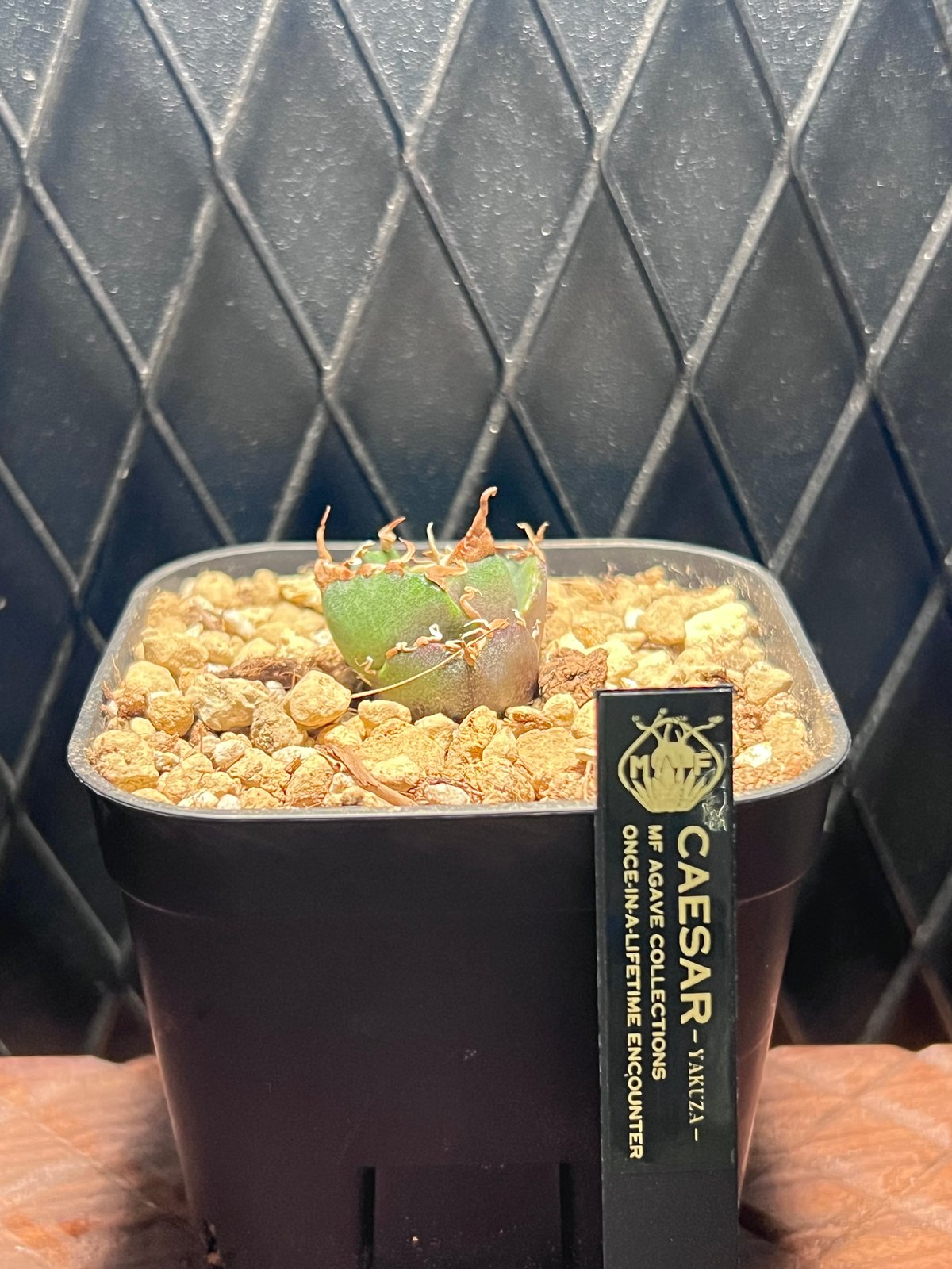 アガベ チタノタ【ヤクザシーザー】発根済み子株 | Miura Farm