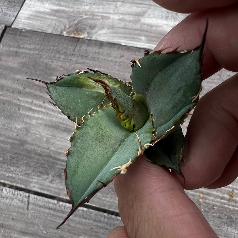 幽霊】育成株直の子株 発根済み | Miura Farm