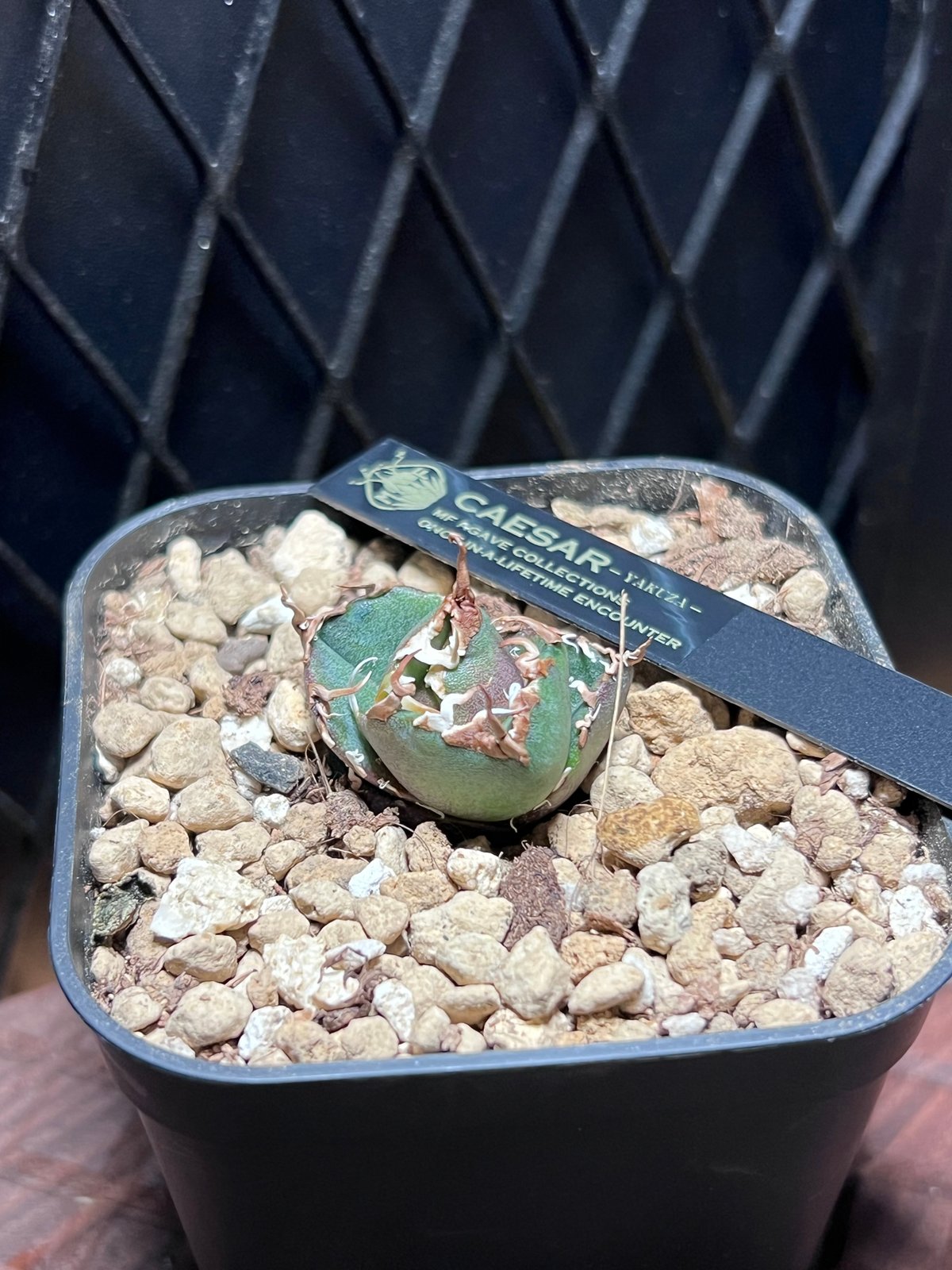 アガベ チタノタ【ヤクザシーザー】発根済み子株 | Miura Farm