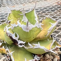 アガベ チタノタ【ヤクザシーザー】発根済み子株 | Miura Farm