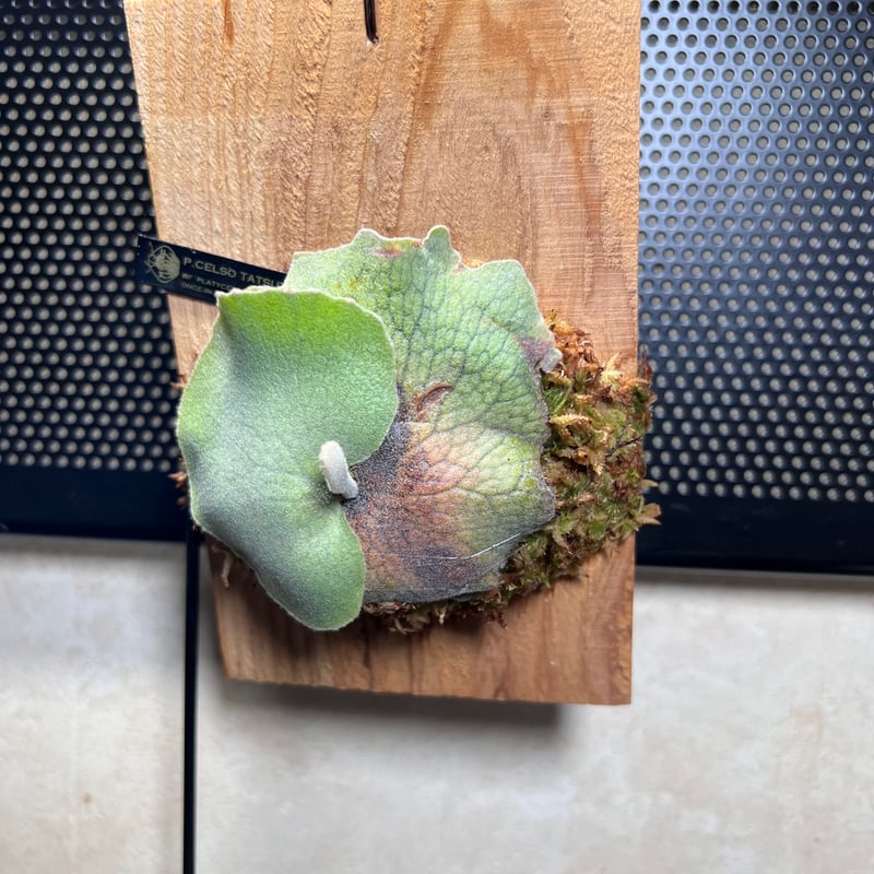 platycerium CELSO TATSUTA板付子株 | Miura Farm