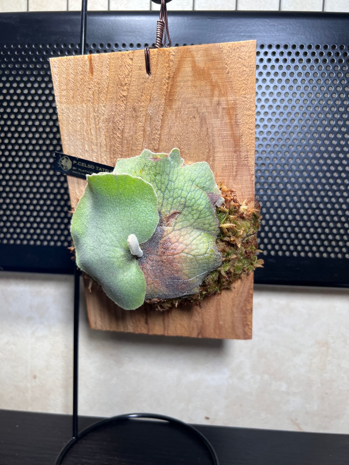 celso tatsuta oc セルソタツタ オリジナル 板付け 良いサイズ Amazon.co.jp: P.willinckii 'Celso Tatsuta'⑥ @bikamori.com