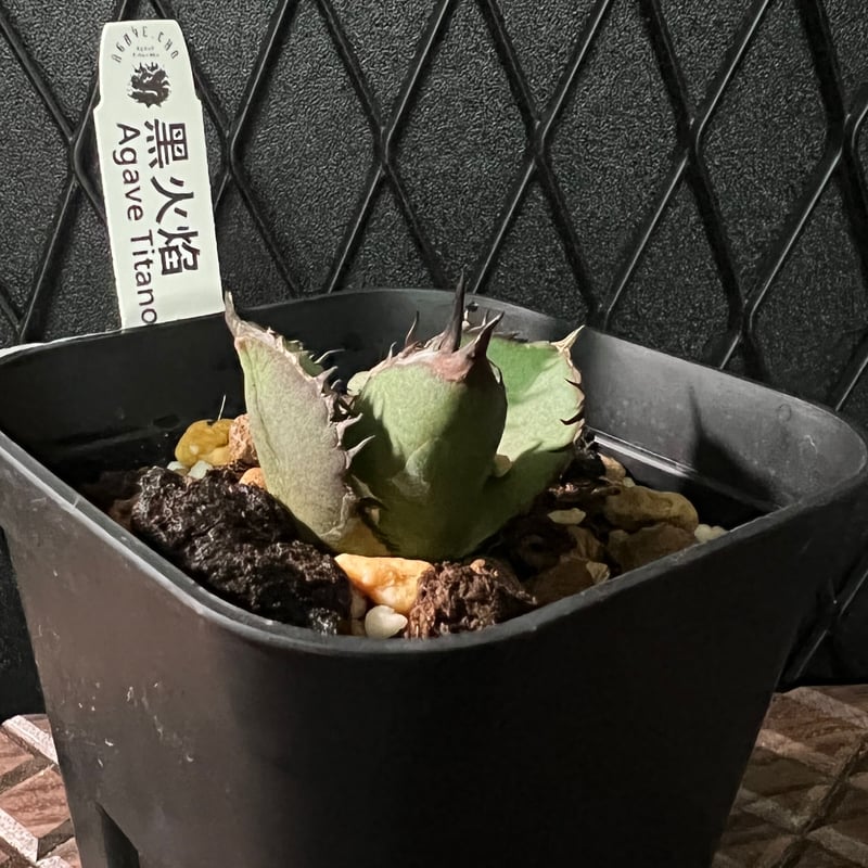 HIDDEN AGAVE ジェレミー Night Fire　タグ付き発根済 HIDDEN AGAVE ジェレミー Night Fire タグ付き発根済