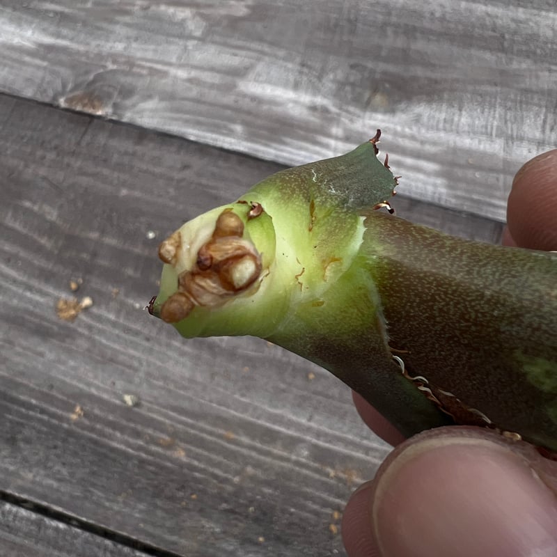 幽霊】育成株直の子株 発根済み | Miura Farm