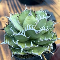 アガベチタノタ【狂戦士】 子株 発根済み | Miura Farm