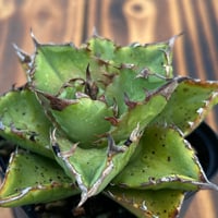 1981】育成株直の子株 発根済み | Miura Farm