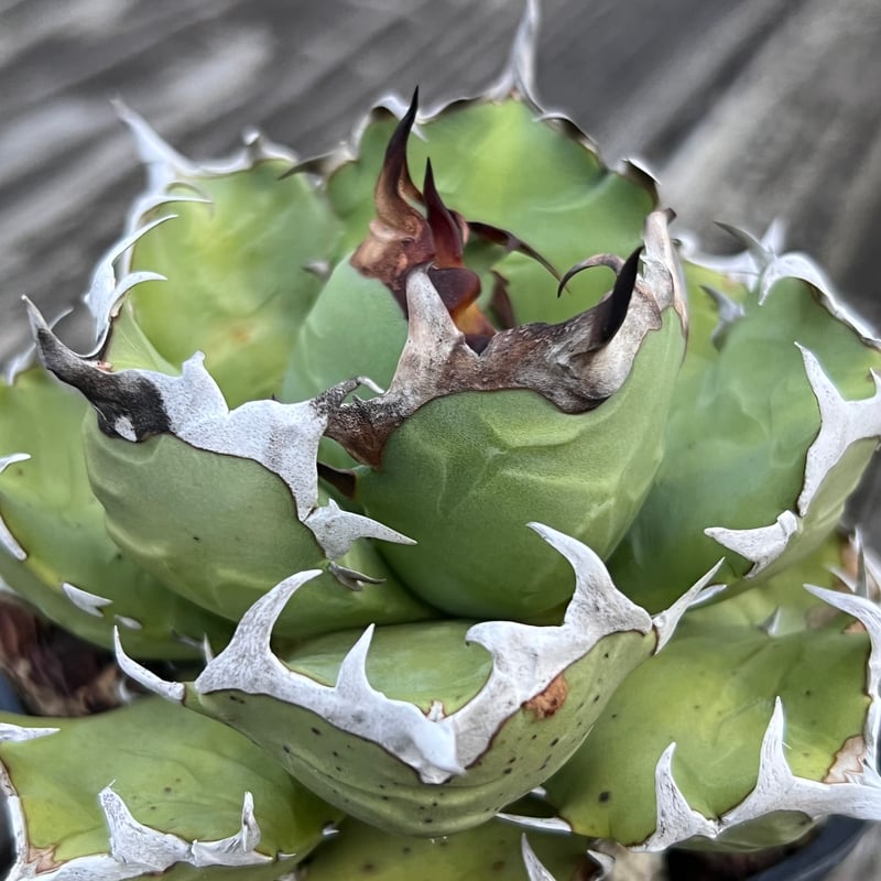 アガベ【姫厳竜】中株 | Miura Farm