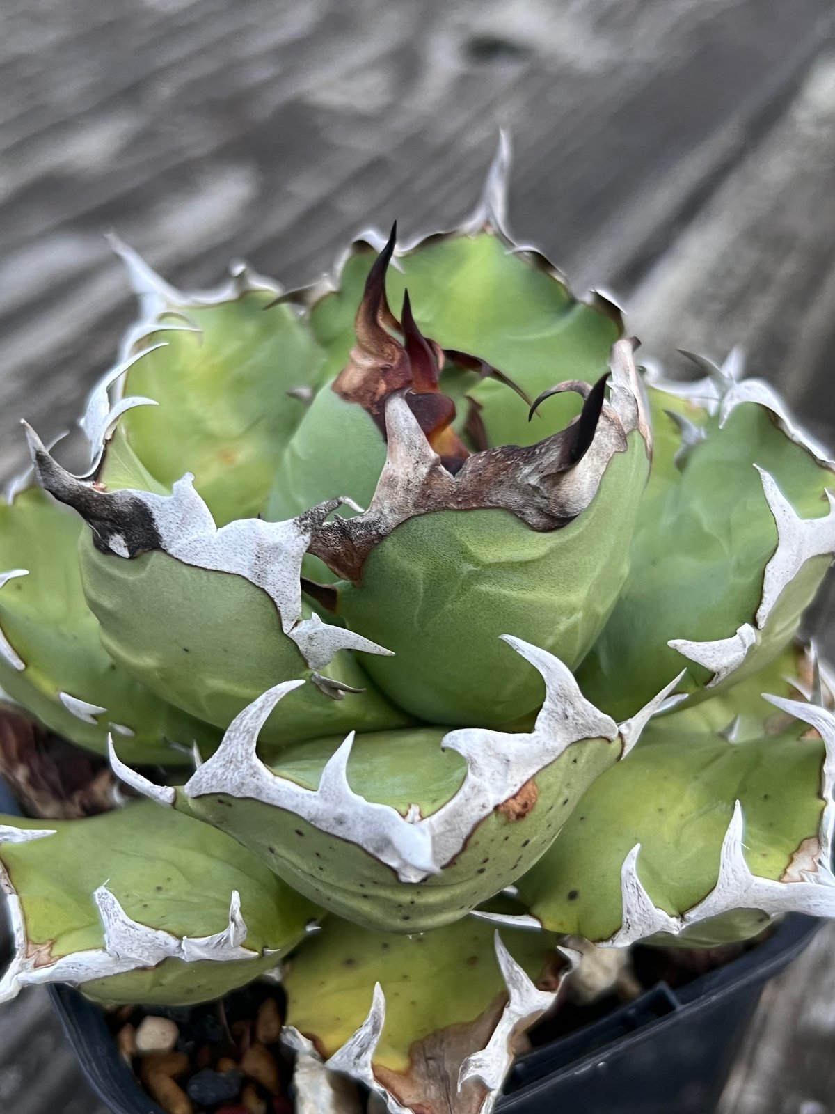 ア*）様 GW特別オークション‼️ 美株❗️コレクション❗️ アガベ　姫厳竜白中 アガベ・チタノタ 姫厳竜白中斑（小株）-001｜agave titanota dwarf m