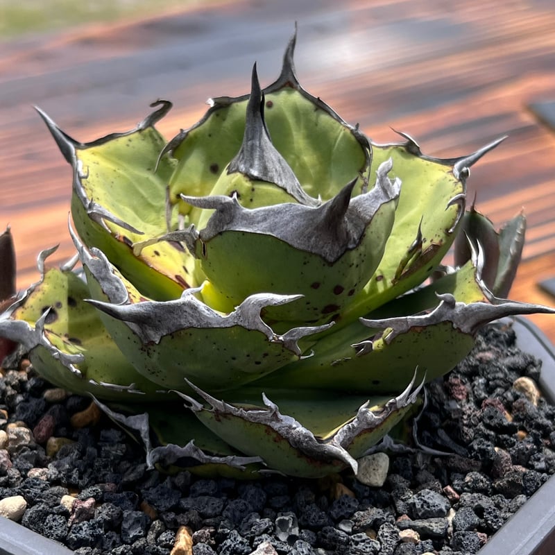 アガベ チタノタ 白鬍子 台湾直送株 白ひげ white beard 【公式通販】