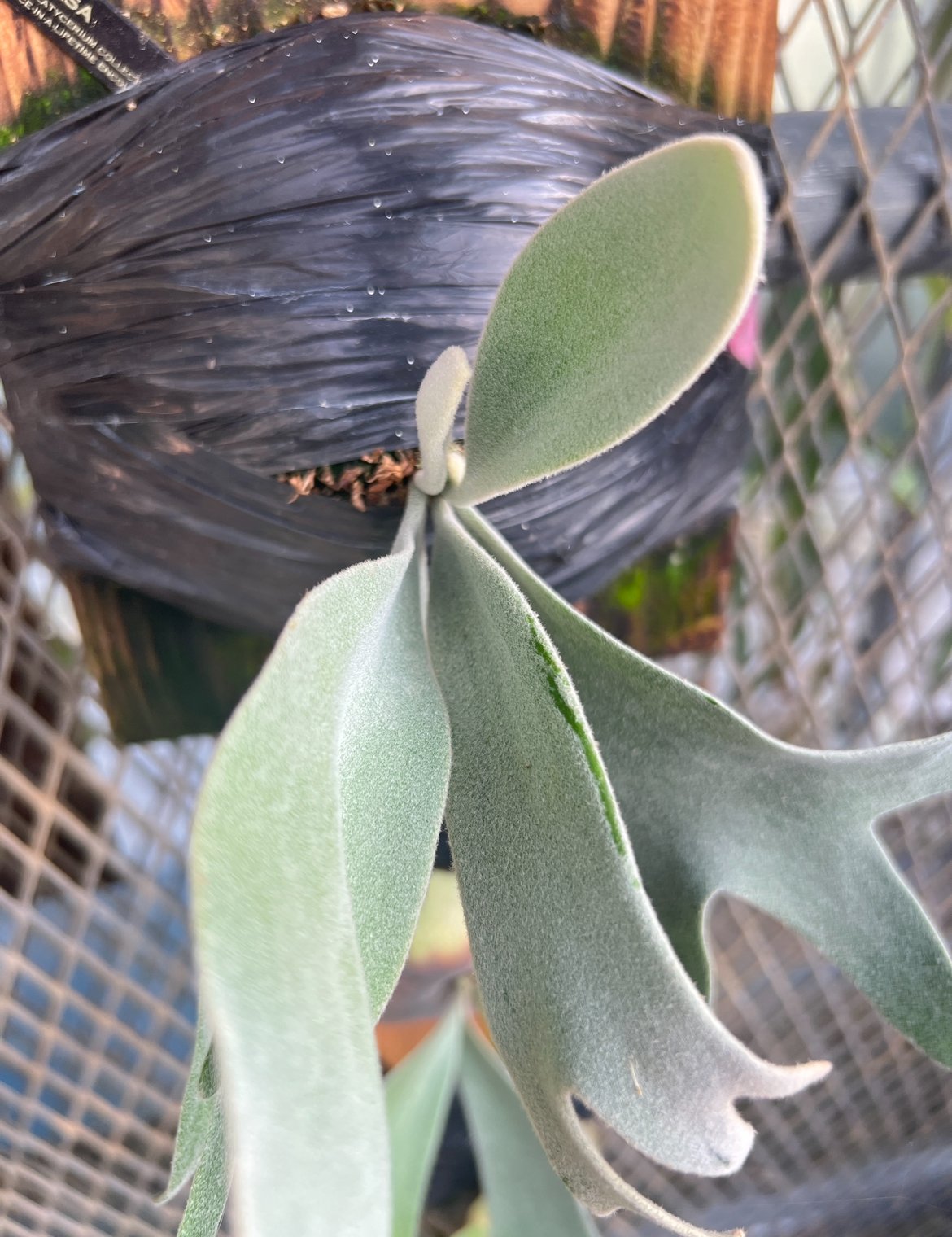 P.Elsa (子株） ◇ P.Elsa エルサF307 Platycerium コウモリランビカクシダ子株