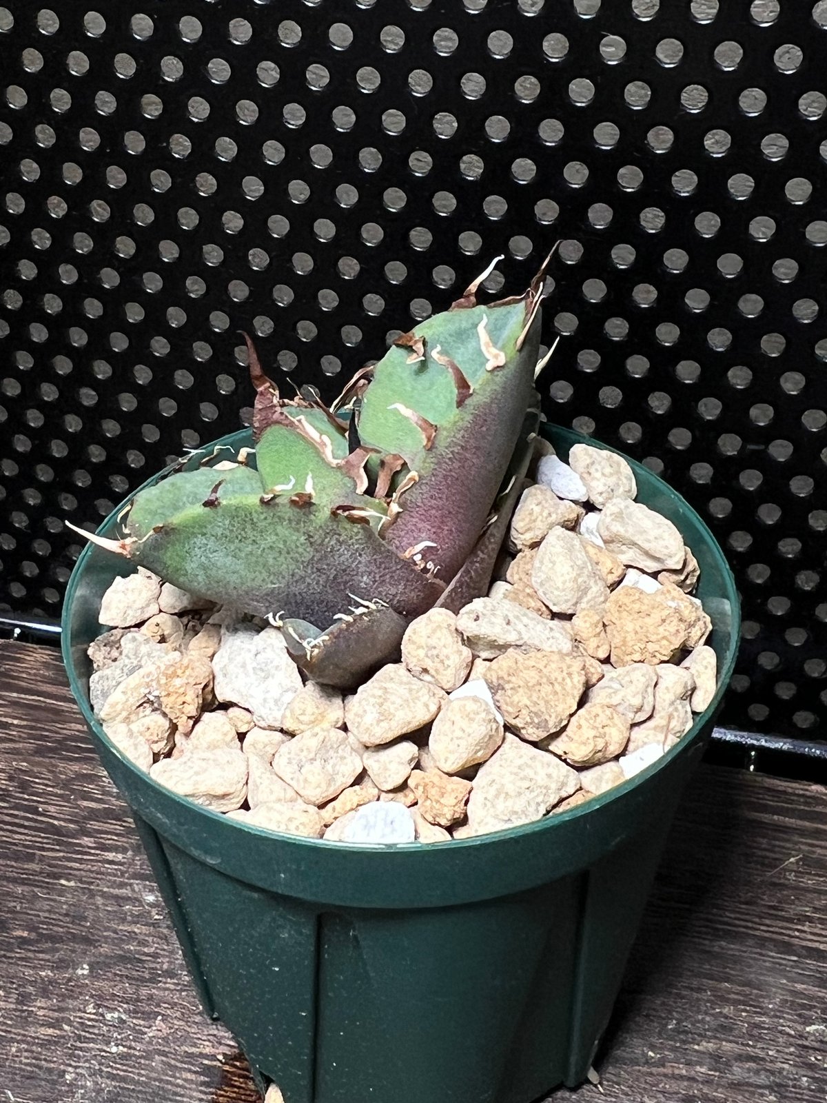 アガベ　チタノタ　白鬍子 台湾直送株　白ひげ　white beard アガベ チタノタ 白鬍子 台湾直送株 白ひげ white beard 【公式通販】