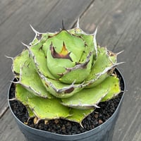 1981】育成株直の子株 発根済み | Miura Farm