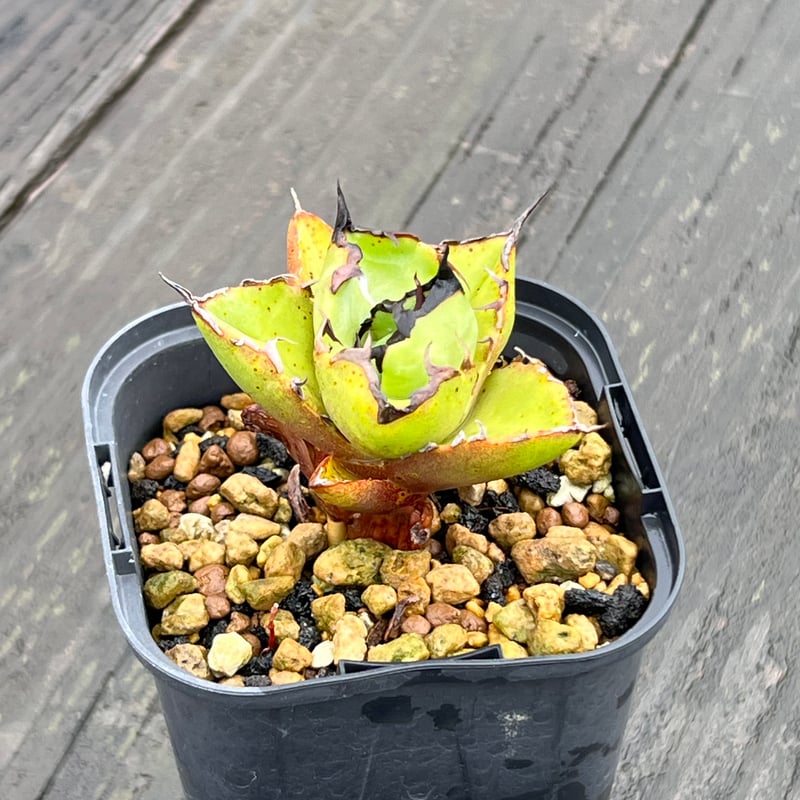 オテロイノーネーム】 子株 発根済み | Miura Farm 