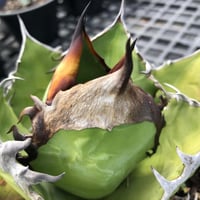 オアハカワイルド子株【MW001】育成株直の子株 | Miura Farm