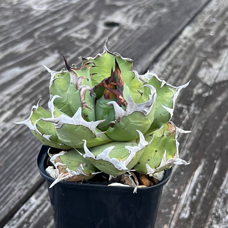 アガベ【姫厳竜】中株 | Miura Farm