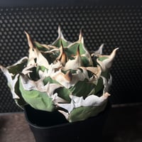 1981】育成株直の子株 発根済み | Miura Farm