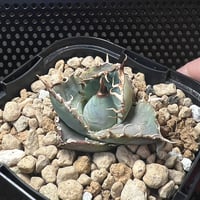 アガベ チタノタ【ヤクザシーザー】発根済み子株 | Miura Farm