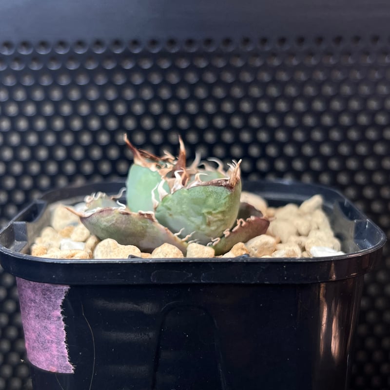 アガベ　チタノタ　‘1981’ 極上ブルー　良サイズ子株 アガベ チタノタ '1981' 極上ブルー 良サイズ子株 - メルカリ