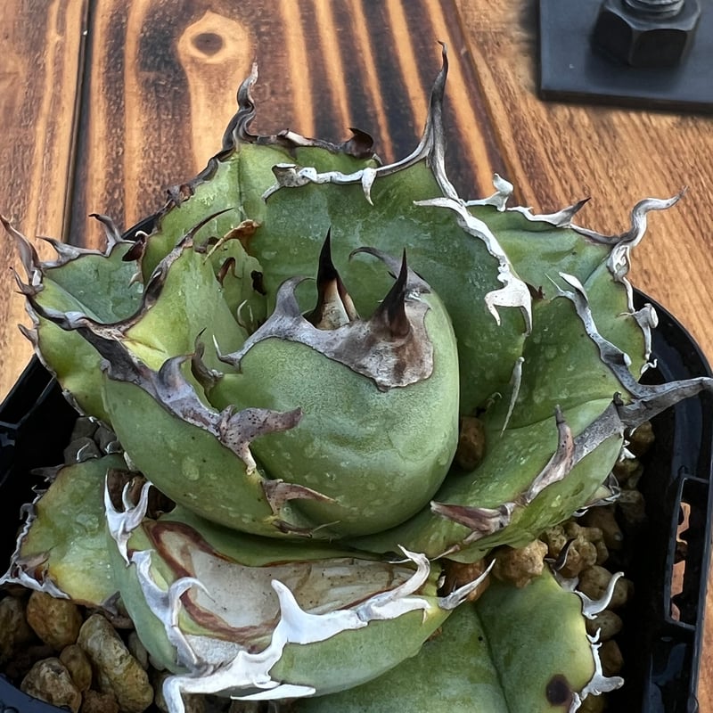 アガベ 白鯨 アガベ・チタノタ白鯨（覆輪）芽-010｜agave titanota white