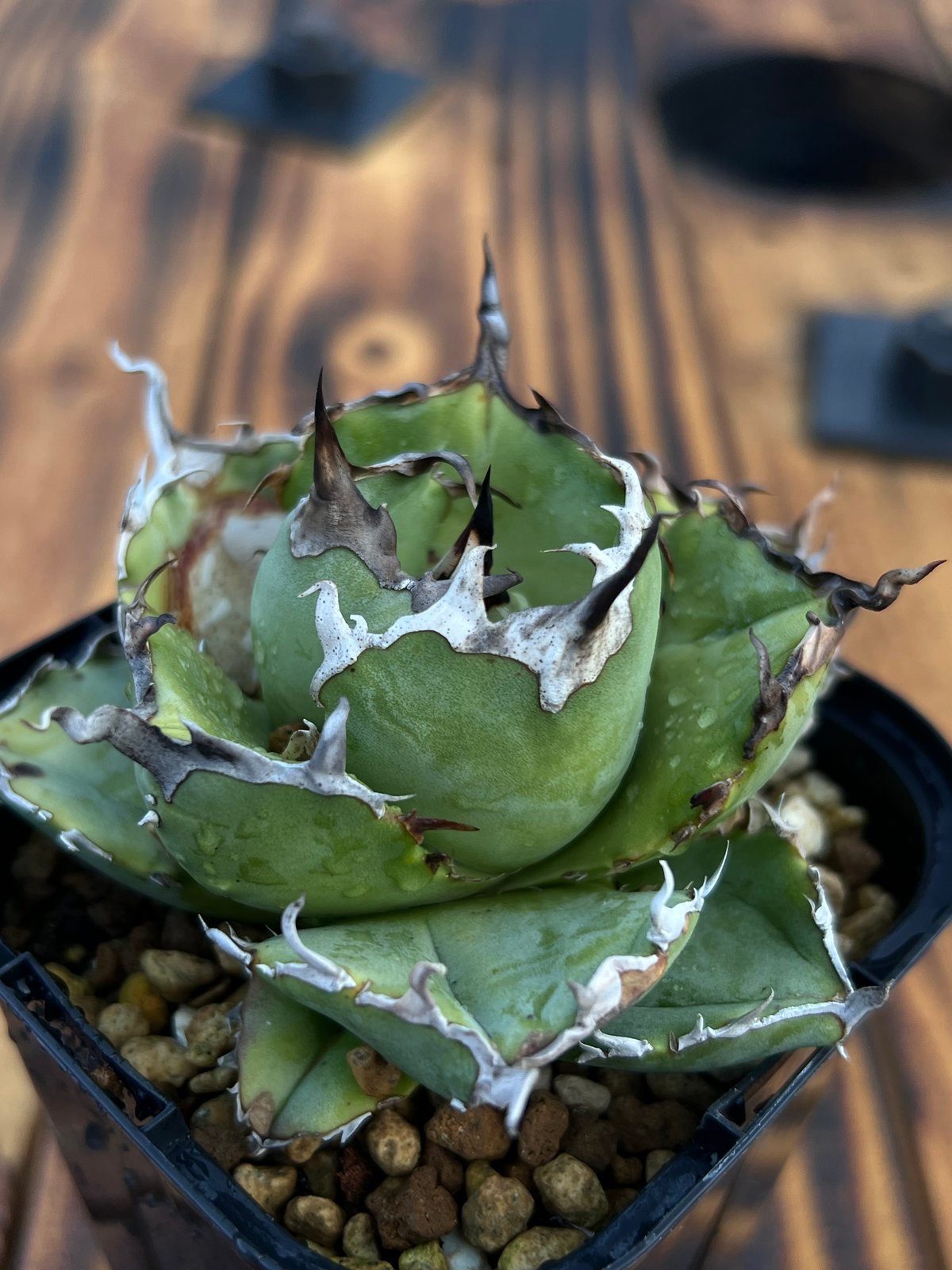 ◆アガベ！白鯨！NO.7◆ ◇アガベ！白鯨！NO.7◇ アガベ【白鯨】小株 | Miura Farm