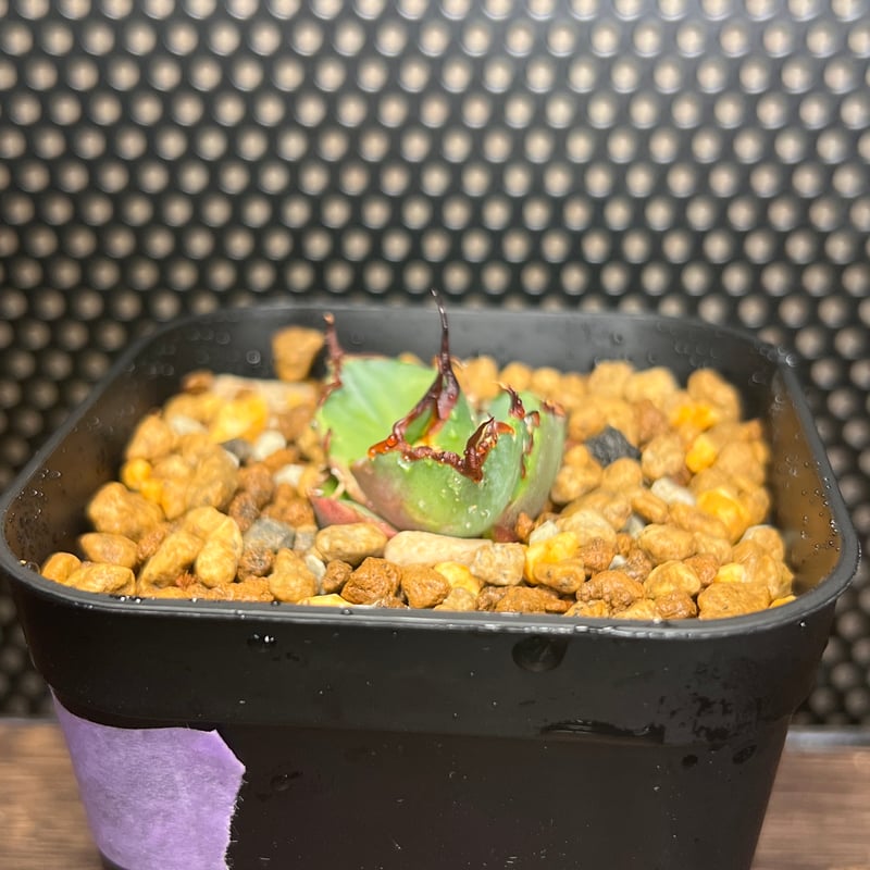 アガベ　Dennis043 Agave Titanota Dennis043 炎魔【SOLD OUT】 040系の幅広バンドに