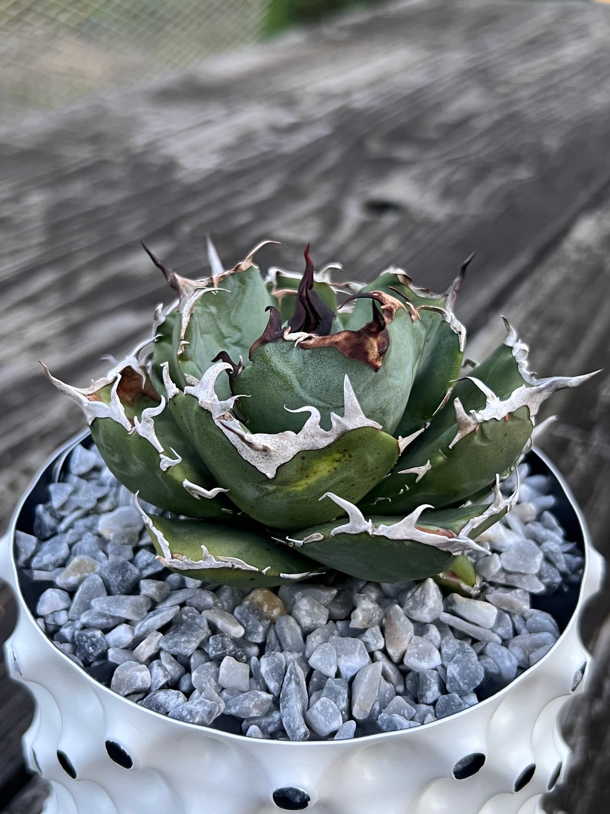 アガベ【白鯨】中株 | Miura Farm