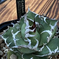 アガベチタノタ【狂戦士】 子株 発根済み | Miura Farm