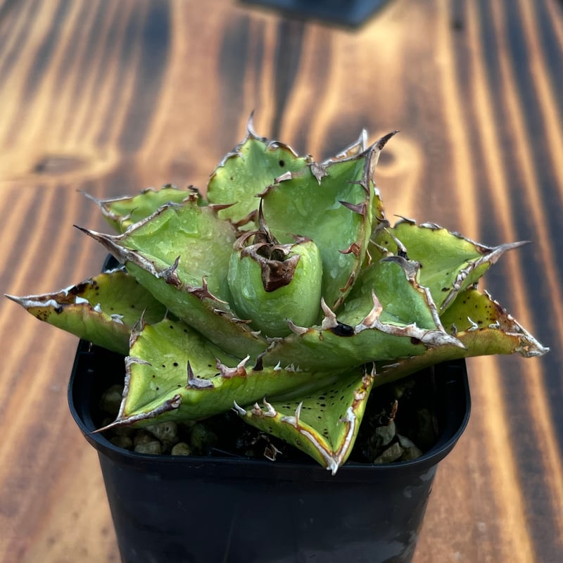 アガベ【狂刺夕映】小株 | Miura Farm