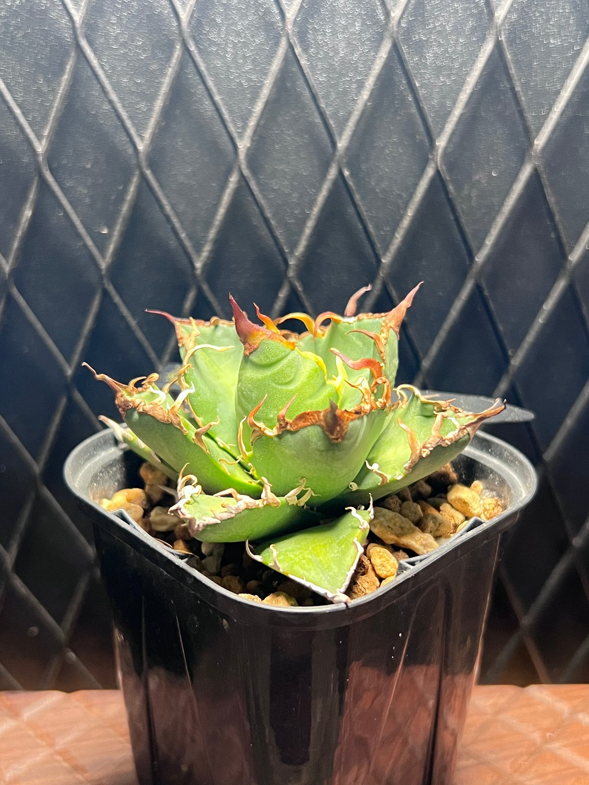 シーザー lize産 胴切り子株 チタノタ オテロイ 極上選抜株 良血統C-2  