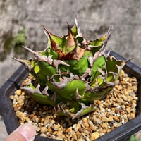 オアハカ　ワイルド　親株 オアハカワイルド子株【MW001】育成株直の子株 | Miura Farm