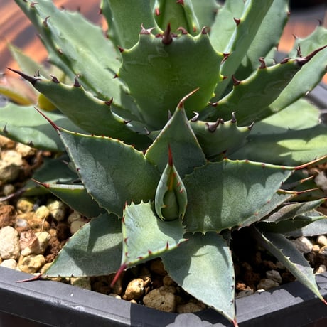 マンガベ　ゴールデンフレンドシップ　マンガベ　ジャガー×ビクトリアレジーナ　子株 マンガベ | PROVEN WINNERS (PW)【植物の国際ブランド】