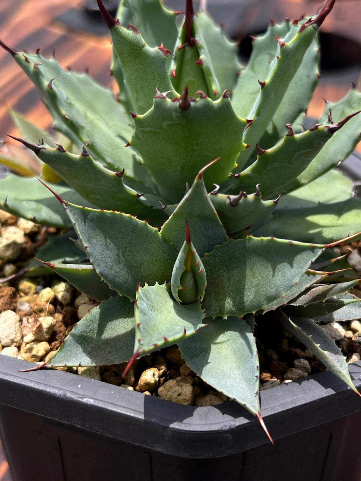 アガベ 銀狐×甲蟹 子株 アガベ・白銀甲蟹｜（芽）-003｜ agave isthmensis | Plus_Plant